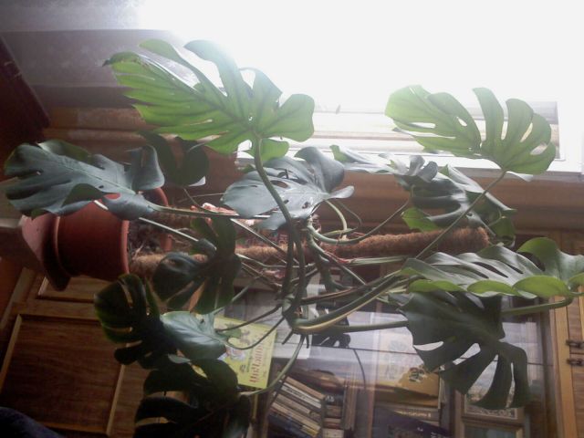 IMAG0002_m.jpg