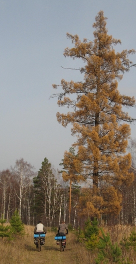 лситвенница.jpg