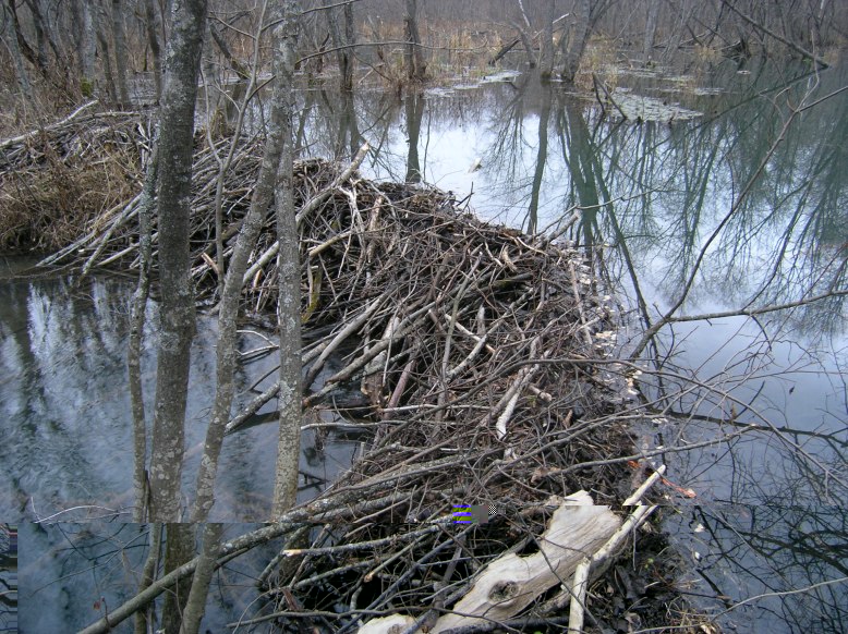 PA244404.JPG