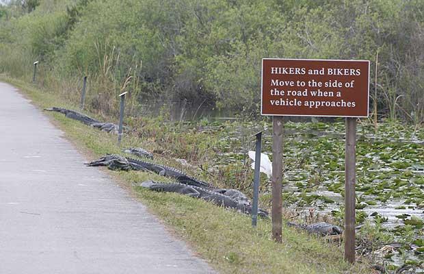 sign-crocs_1294922i.jpg