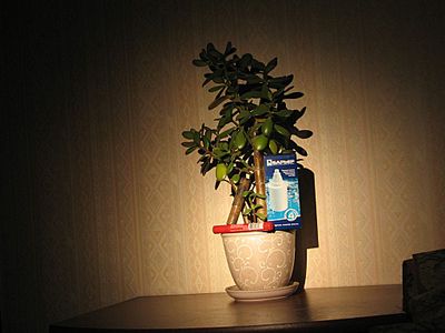 2089974.jpg