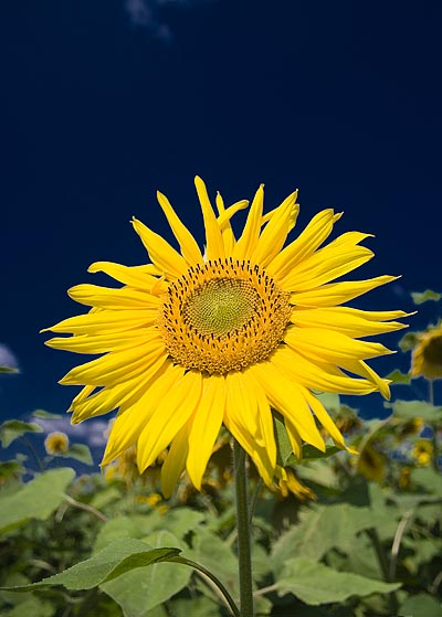 suncorn.jpg
