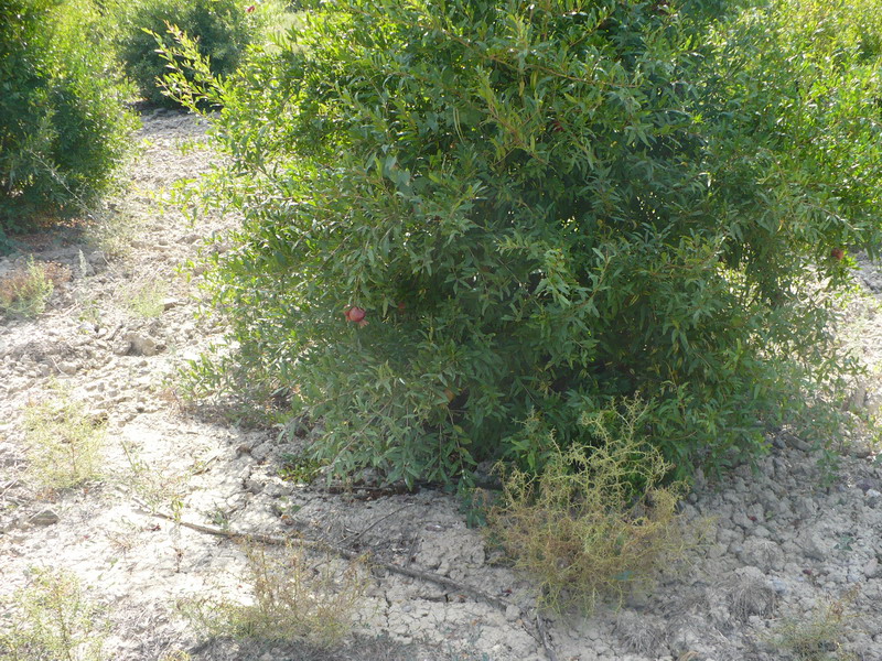 P1060815_resize.JPG