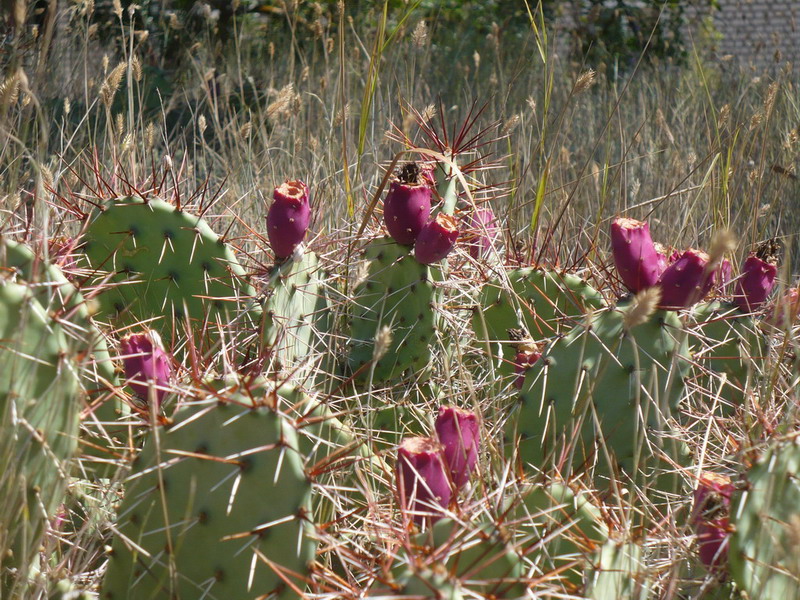 P1060900_resize_resize.JPG
