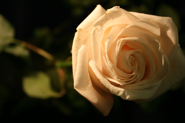 rose_.jpg