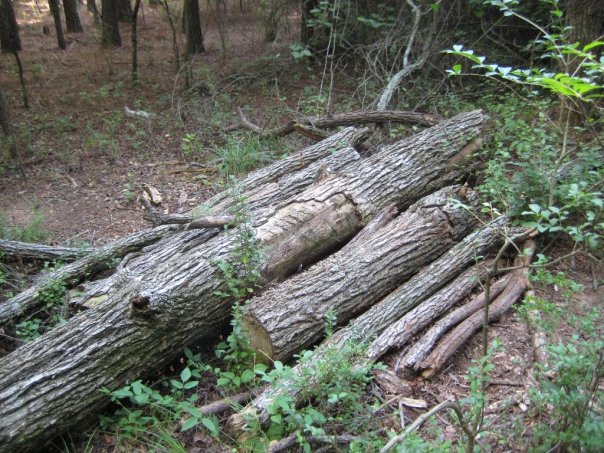 Из бревен трамлин.jpg