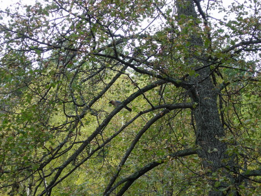 DSCN9927r.jpg