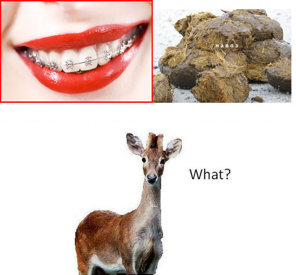 deer_what.jpg