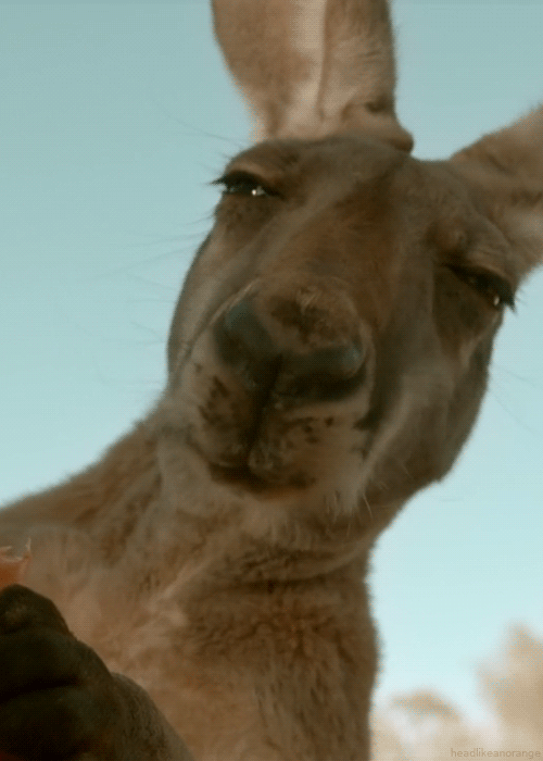 1359961041_1141742879.gif