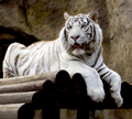 TIGRA